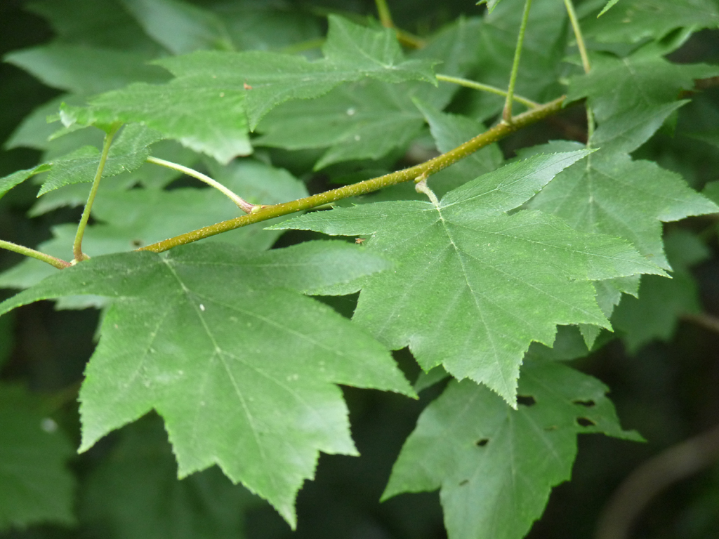 Alisier torminal, Sorbus torminalis, ROSACÉES, description et ...