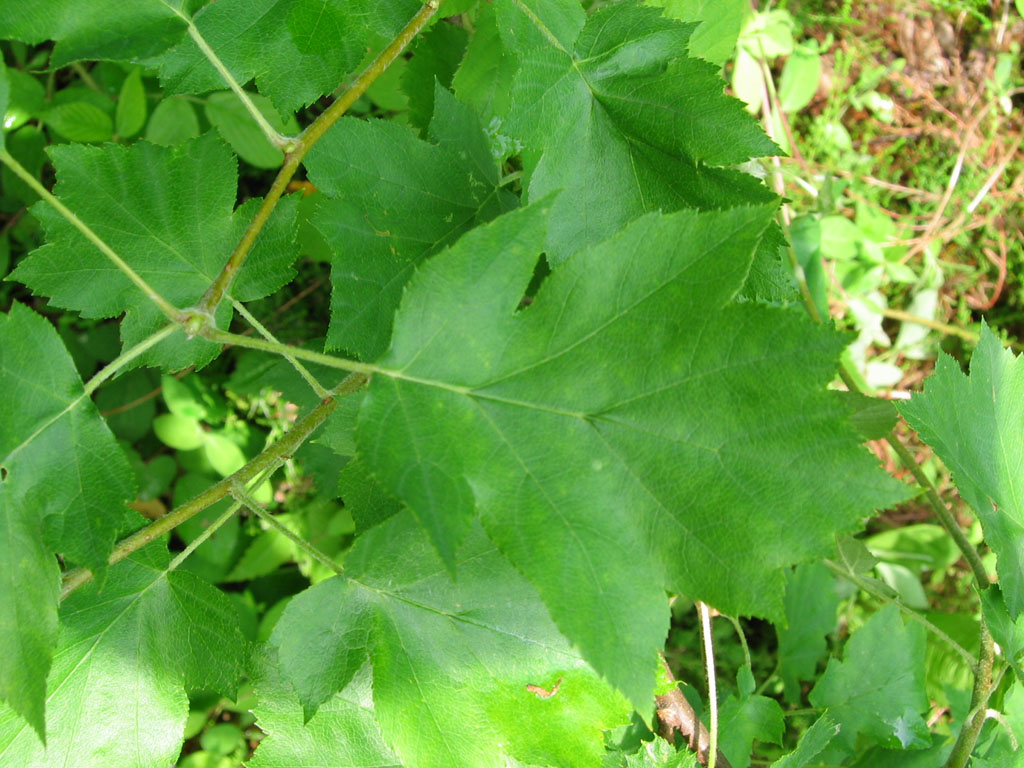 Photographie d'Alisier torminal, Sorbus torminalis, rosacées prise par ...